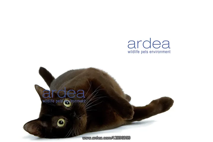 : Cat - American Burmese Zibeline / Sable - in studio : Cat - American Burmese Zibeline / Sable - in studio