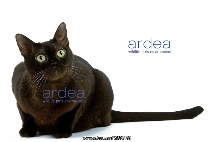 : Cat - American Burmese Zibeline / Sable - in studio : Cat - American Burmese Zibeline / Sable - in studio