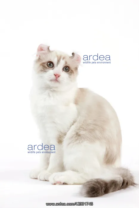  : Cat - American Curl