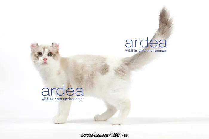  : Cat - American Curl