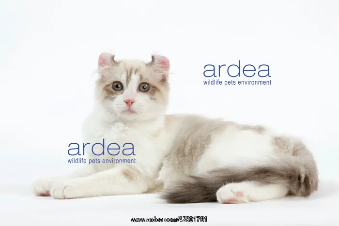  : Cat - American Curl