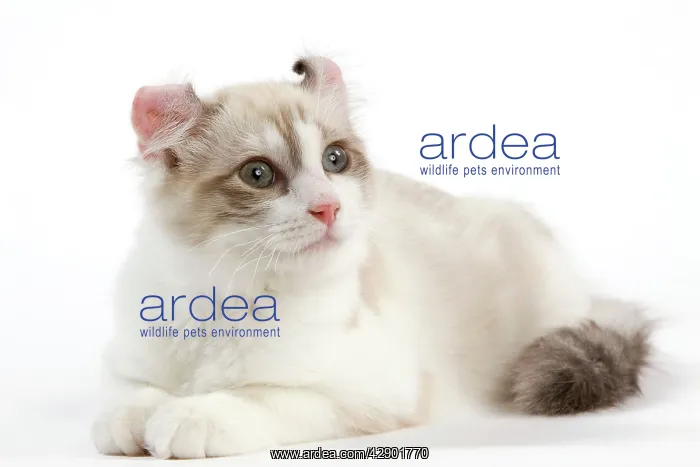  : Cat - American Curl