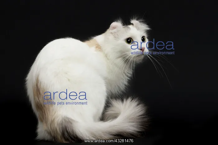 : Cat - American Curl : Cat - American Curl