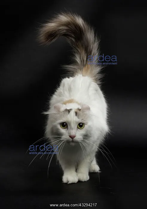 : Cat - American Curl : Cat - American Curl