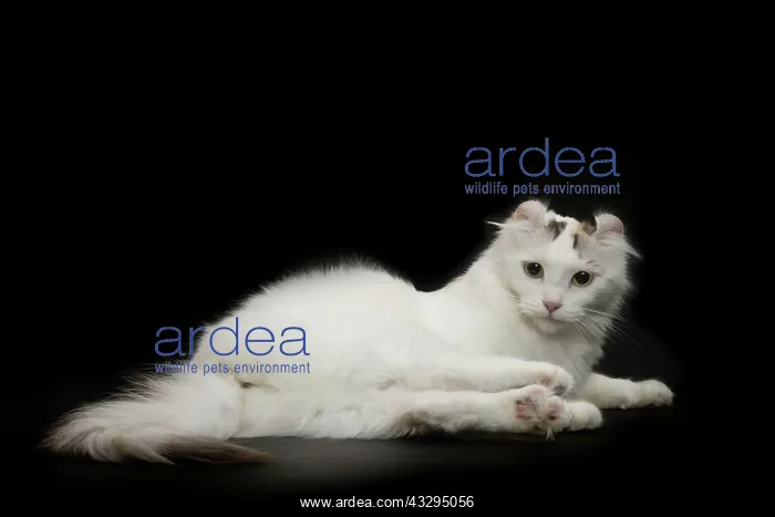 : Cat - American Curl : Cat - American Curl