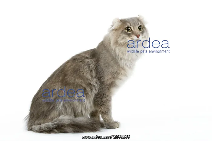 : Cat - American curl blue blotched tabby in studio : Cat - American curl blue blotched tabby in studio