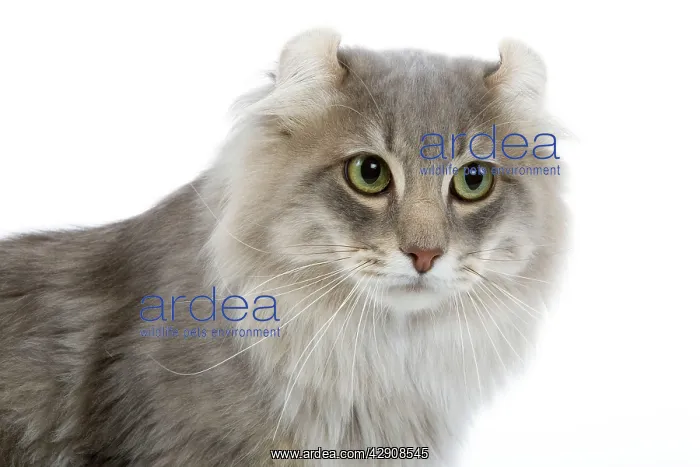 : Cat - American curl blue blotched tabby in studio : Cat - American curl blue blotched tabby in studio