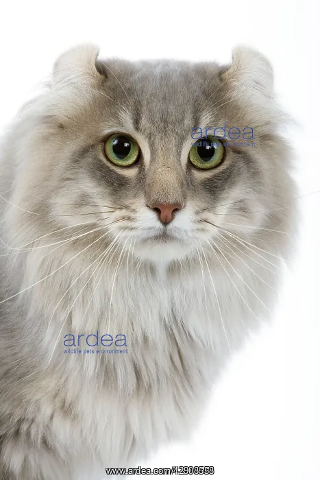 : Cat - American curl blue blotched tabby in studio : Cat - American curl blue blotched tabby in studio