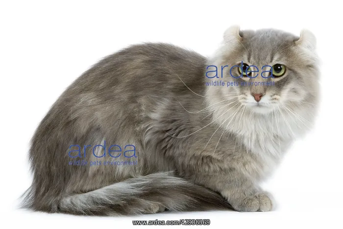 : Cat - American curl blue blotched tabby in studio : Cat - American curl blue blotched tabby in studio