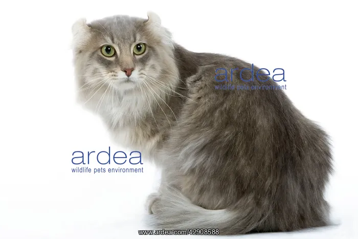 : Cat - American curl blue blotched tabby in studio : Cat - American curl blue blotched tabby in studio