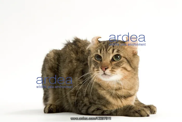 : Cat - American Curl Brown tabby spotted, short-haired : Cat - American Curl Brown tabby spotted, short-haired