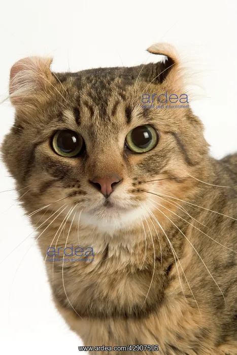  : Cat - American curl brown tabby spotted in studio