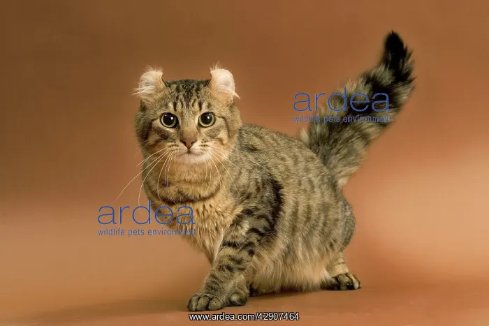  : Cat - American curl brown tabby in studio