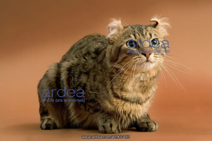  : Cat - American curl brown tabby in studio