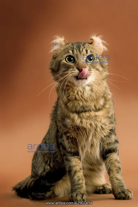  : Cat - American curl brown tabby in studio