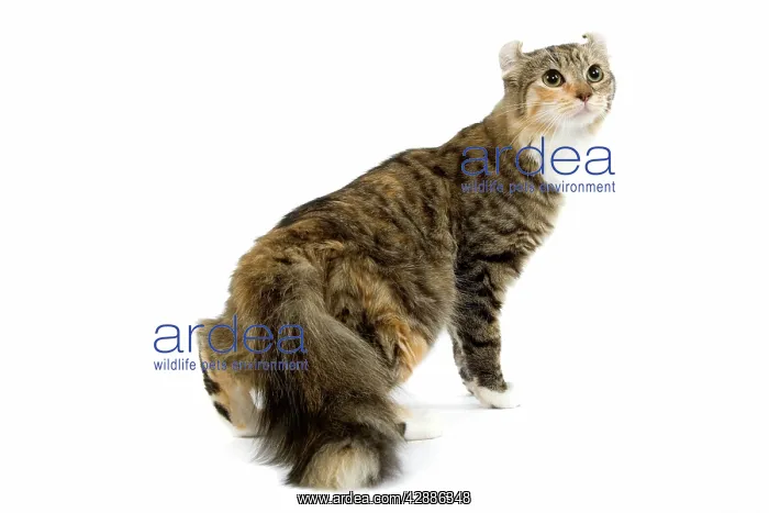 : Cat - American Curl - Brown tortie blotched tabby & white : Cat - American Curl - Brown tortie blotched tabby & white