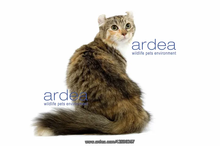 : Cat - American Curl - Brown tortie blotched tabby & white : Cat - American Curl - Brown tortie blotched tabby & white