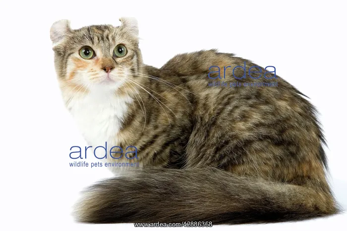 : Cat - American Curl - Brown tortie blotched tabby & white : Cat - American Curl - Brown tortie blotched tabby & white