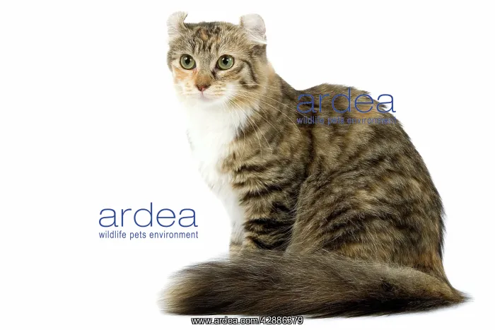  : Cat - American Curl - Brown tortie blotched tabby & white