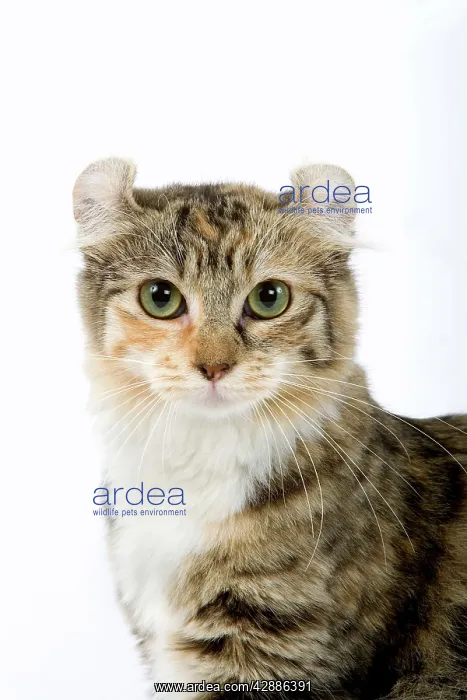  : Cat - American Curl - Brown tortie blotched tabby & white