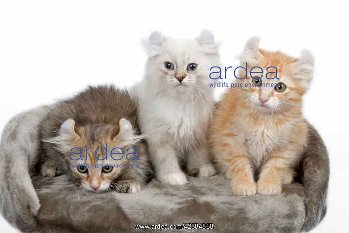  : Cat - American Curl kittens in studio