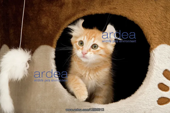 : Cat - American Curl Red Tabby Kitten appearing through hole : Cat - American Curl Red Tabby Kitten appearing through hole