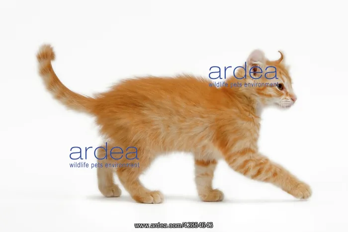  : Cat - American Curl red tabby kitten in studio