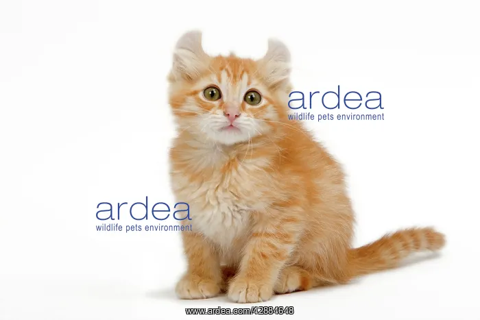  : Cat - American Curl red tabby kitten in studio