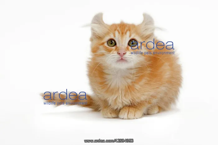  : Cat - American Curl red tabby kitten in studio