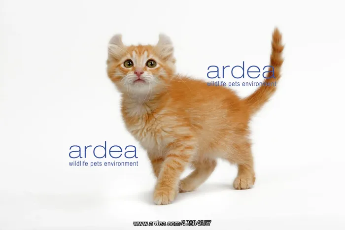  : Cat - American Curl red tabby kitten in studio