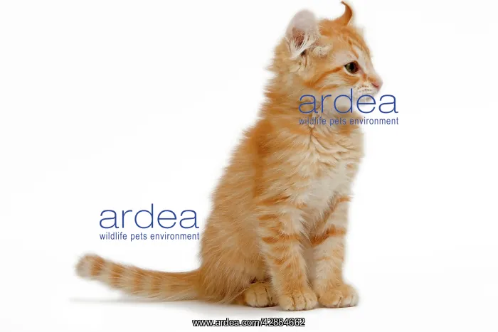  : Cat - American Curl red tabby kitten in studio