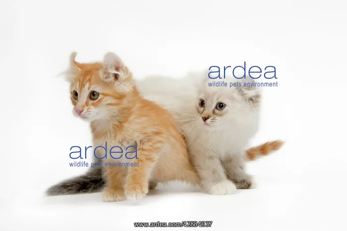 : Cat - two American Curl red tabby kittens in studio : Cat - two American Curl red tabby kittens in studio