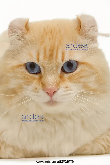  : Cat - American Curl red tabby in studio