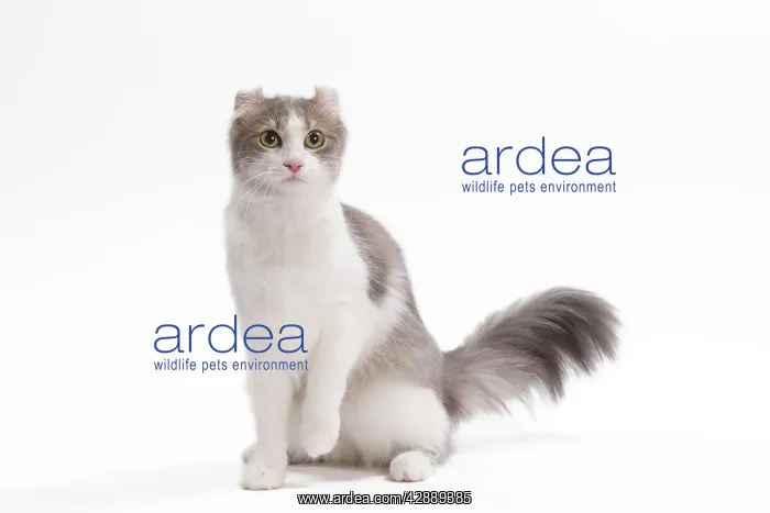  : Cat - American curl in studio