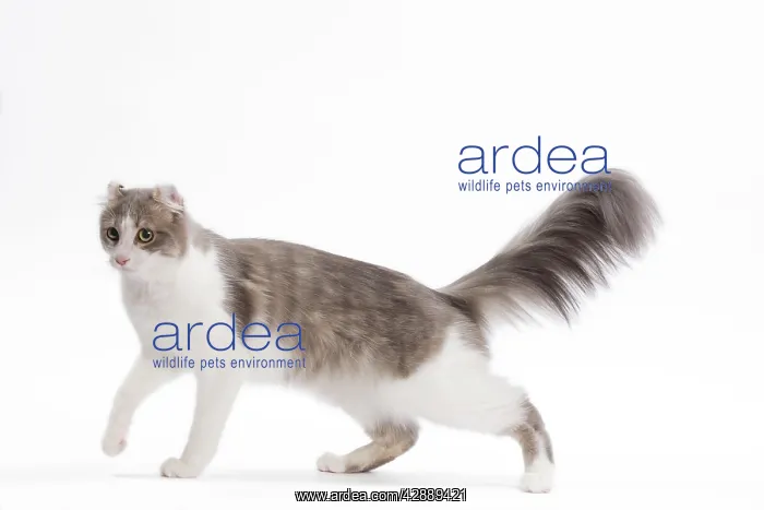  : Cat - American curl in studio
