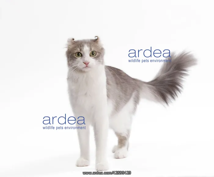  : Cat - American curl in studio