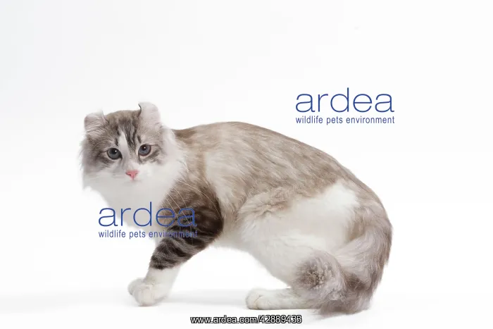  : Cat - American curl in studio