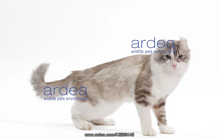  : Cat - American curl in studio