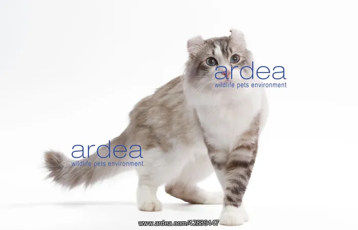  : Cat - American curl in studio