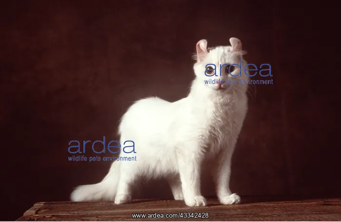 : CAT - American Curl White : CAT - American Curl White