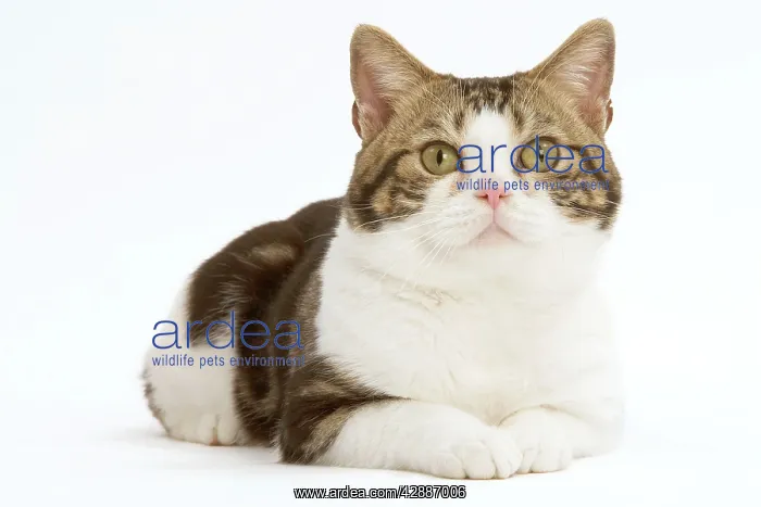 : Cat - American Shorthair, Brown tabby and white : Cat - American Shorthair, Brown tabby and white