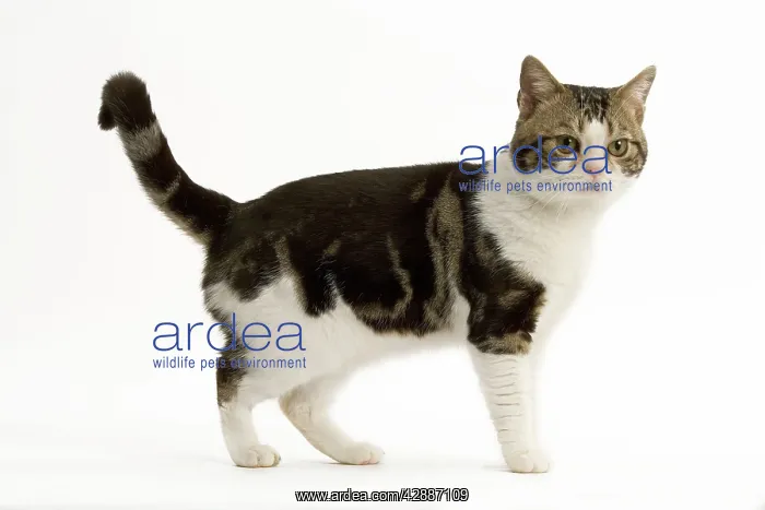 : Cat - American Shorthair, Brown tabby and white : Cat - American Shorthair, Brown tabby and white