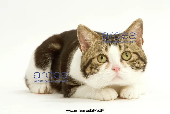  : Cat - American shorthair white brown tabby