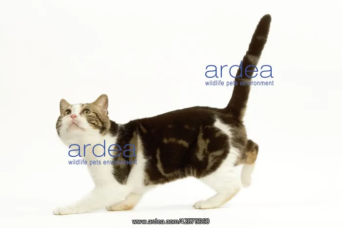 : Cat - American shorthair white brown tabby, crouching : Cat - American shorthair white brown tabby, crouching