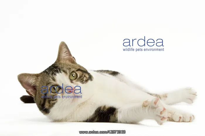 : Cat - American Shorthair white brown tabby - lying : Cat - American Shorthair white brown tabby - lying