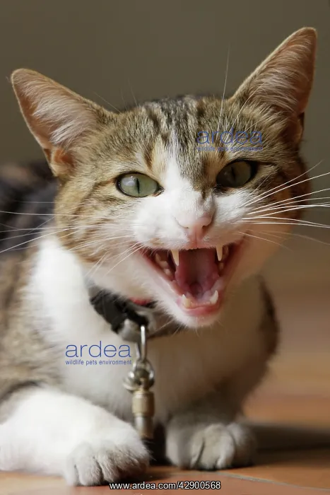 : Cat - angry - hissing / snarling : Cat - angry - hissing / snarling