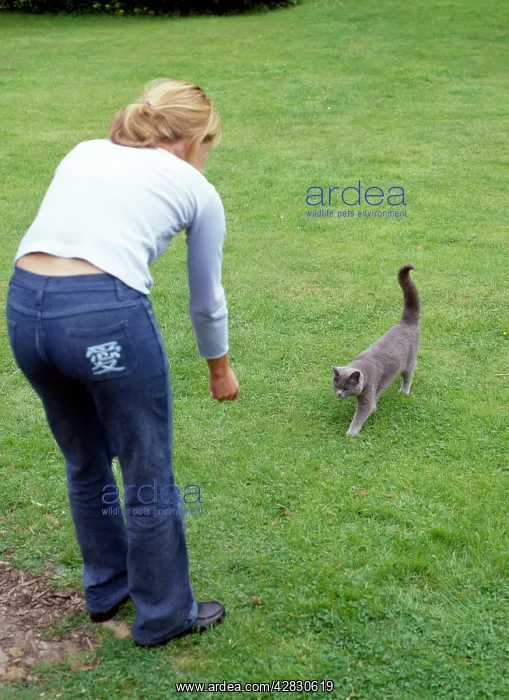 : Cat - approaching girl after being called : Cat - approaching girl after being called