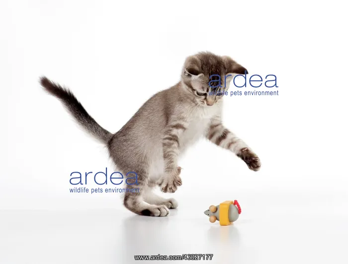 : Cat Asian 7 week old kitten : Cat Asian 7 week old kitten