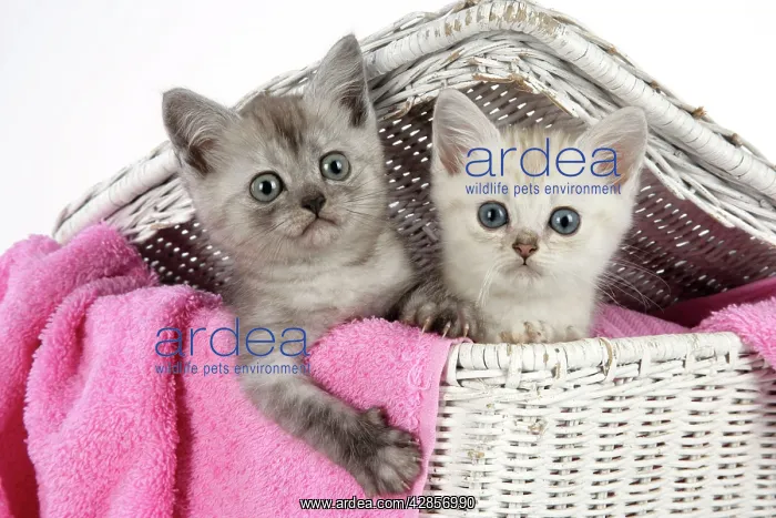 : Cat. Asian. Black smoke and Chocolate classic tabby : Cat. Asian. Black smoke and Chocolate classic tabby