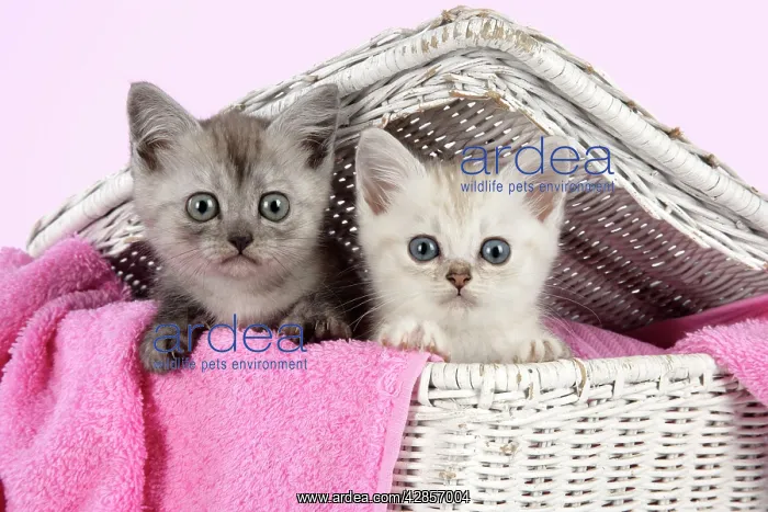 : Cat. Asian. Black smoke and Chocolate classic tabby : Cat. Asian. Black smoke and Chocolate classic tabby